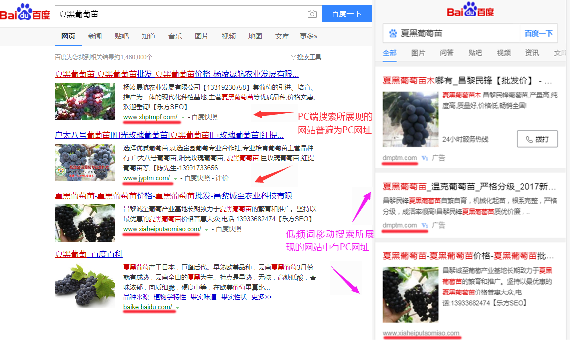 低频关键词：夏黑葡萄苗在PC端和移动端的搜索区别
